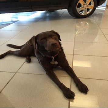 Willow the Dog