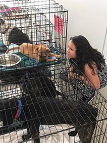 Pet Adoption