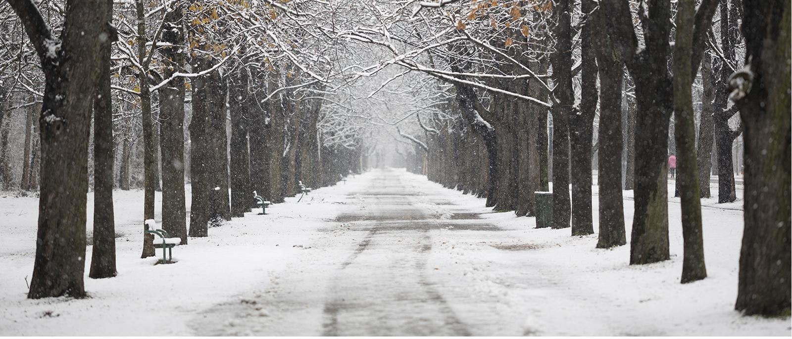 Snowy Tree Lined Path
