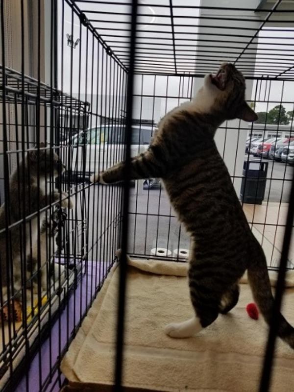 Kind Keeper Pet Adoption