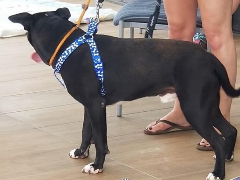 GSHS Pet Adoption