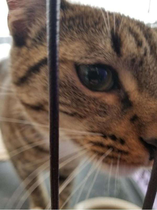 Kind Keeper Pet Adoption