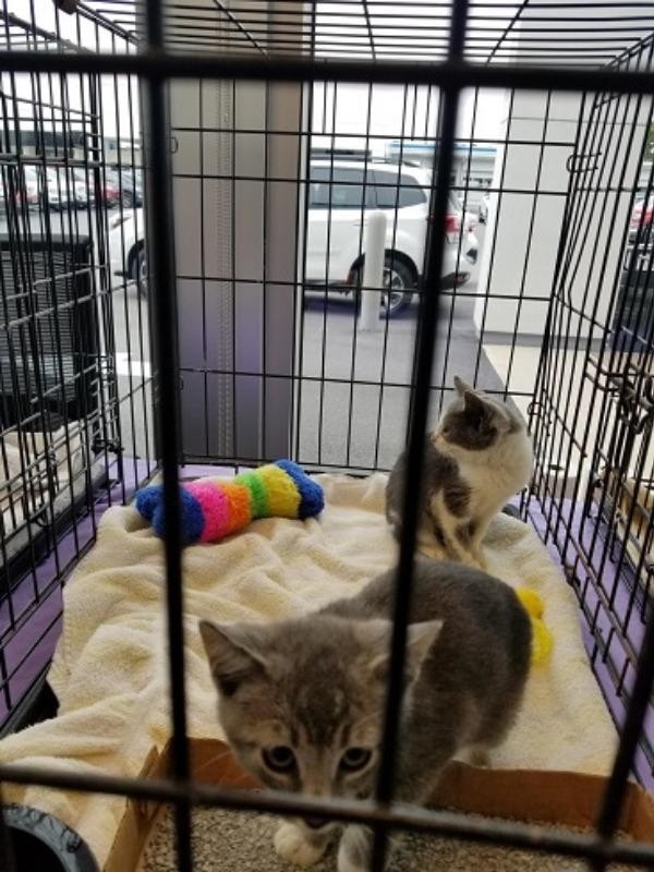 Kind Keeper Pet Adoption