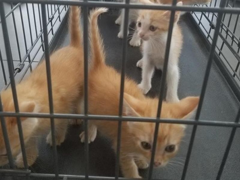 GSHS Pet Adoption