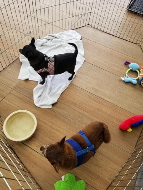 Kind Keeper Pet Adoption