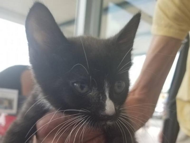 GSHS Pet Adoption