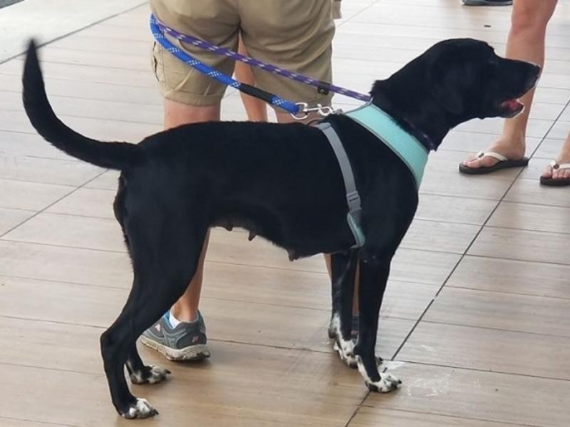 GSHS Pet Adoption