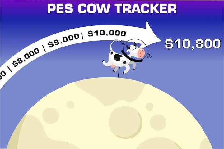cow graphic 