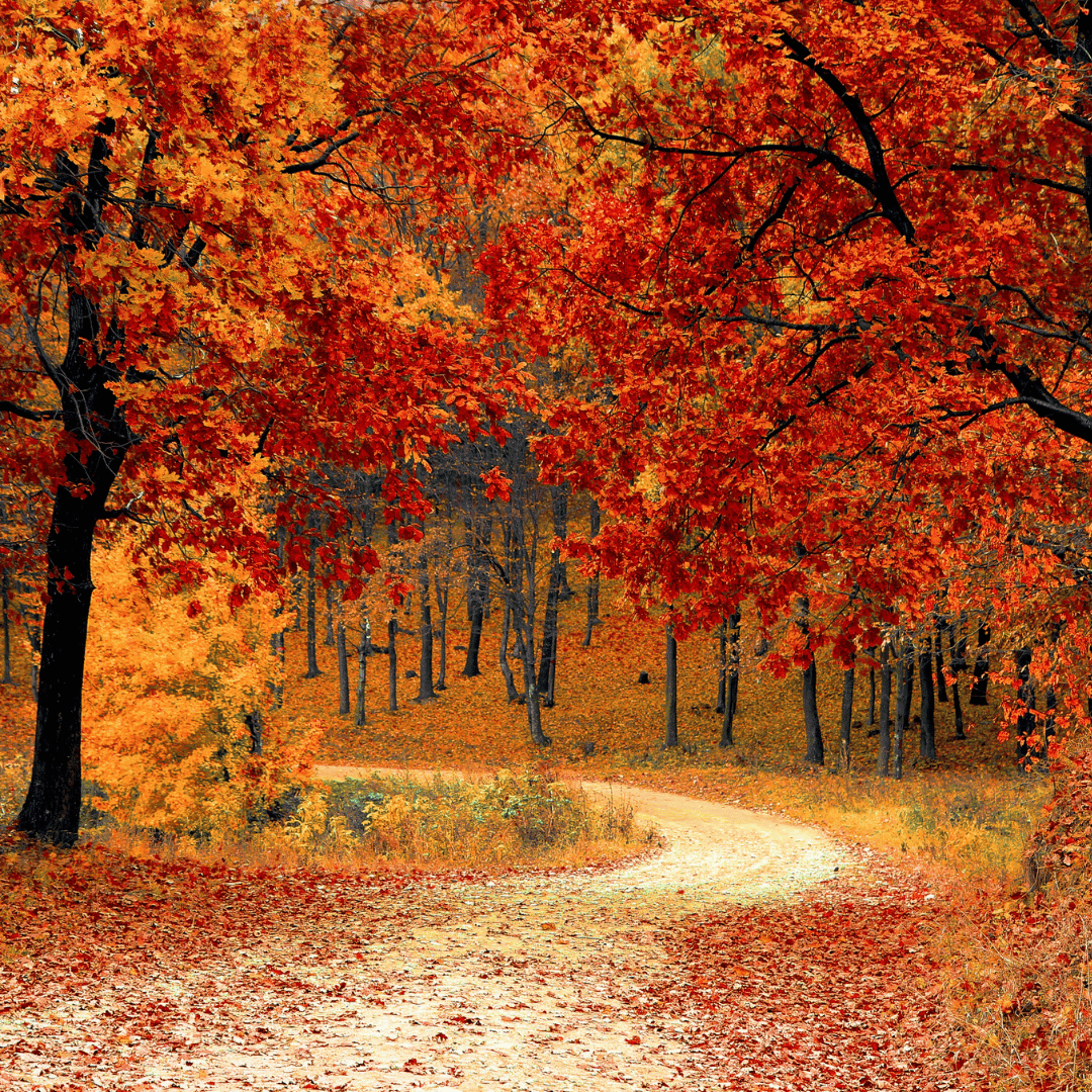 Colorful autumn forest with path