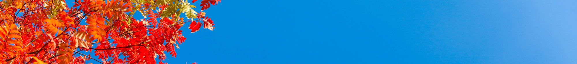 Colorful orange and yellow fall leaves against a blue sky