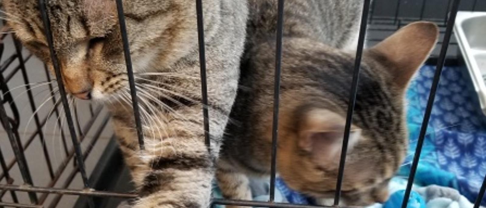 Pet Adoption