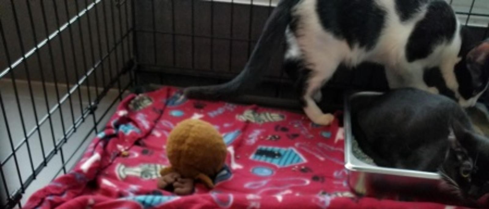 Pet Adoption