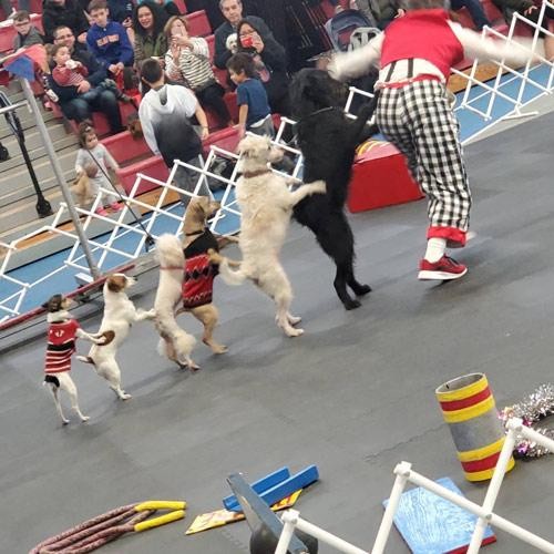 March | Long Island Pet Expo | image 4