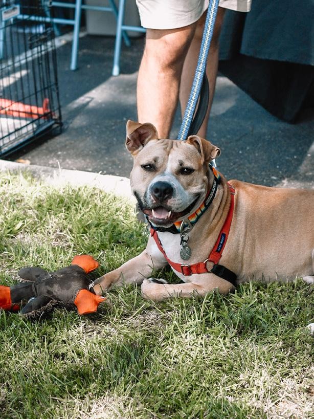 Rides & Rescues-2