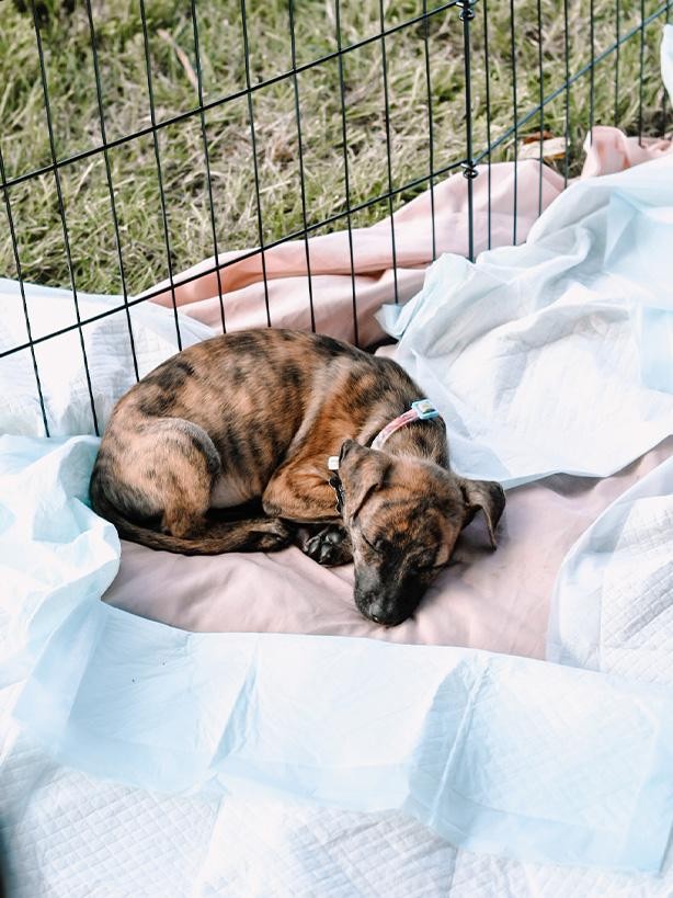Rides & Rescues-13