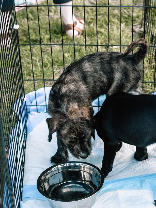 Rides & Rescues-4