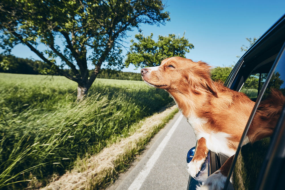 Dog sticking his head out of the window of a vehicle