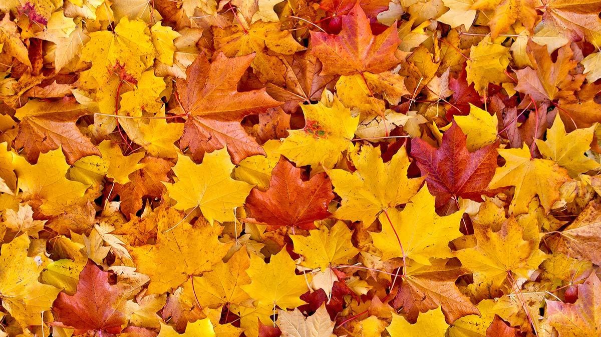 Close-up image of colorful fall leaves.