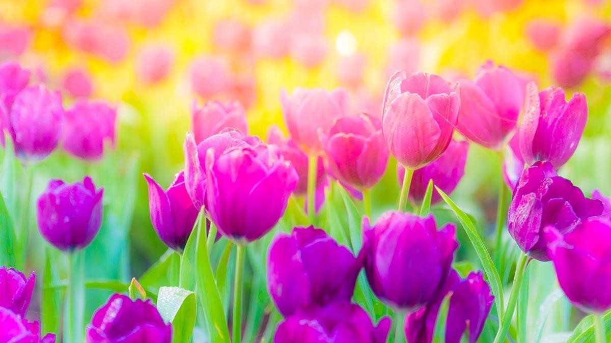 A close-up of tulips in a field with a blurry background.